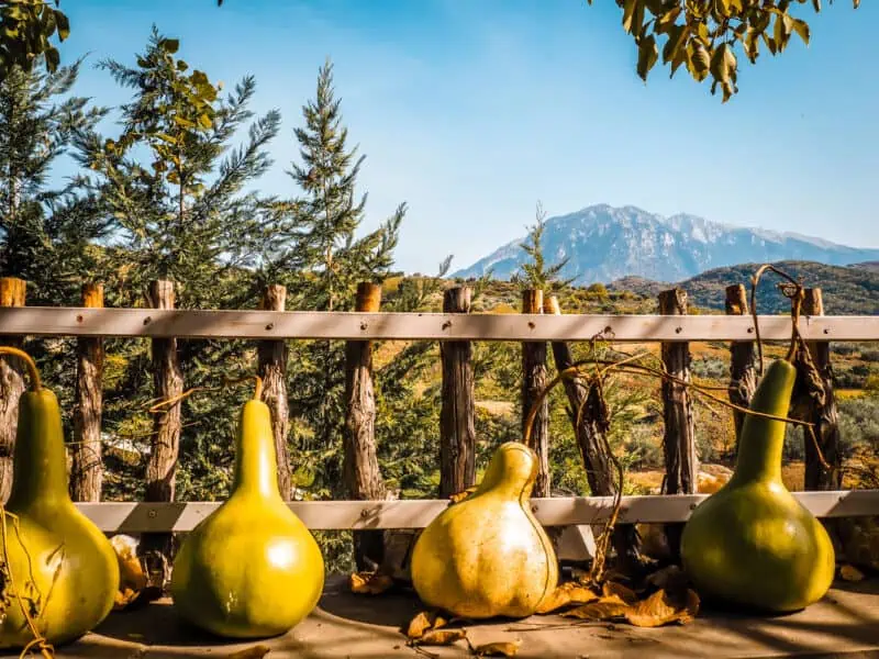 Gouden kalebassen op een houten hek met berglandschap en weelderig groen op de achtergrond, die de Albanese natuur en landelijke charme laten zien.