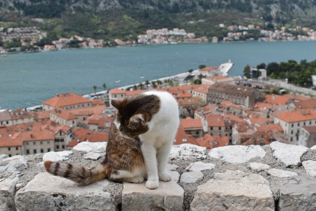 Kotor Kitties Montenegro