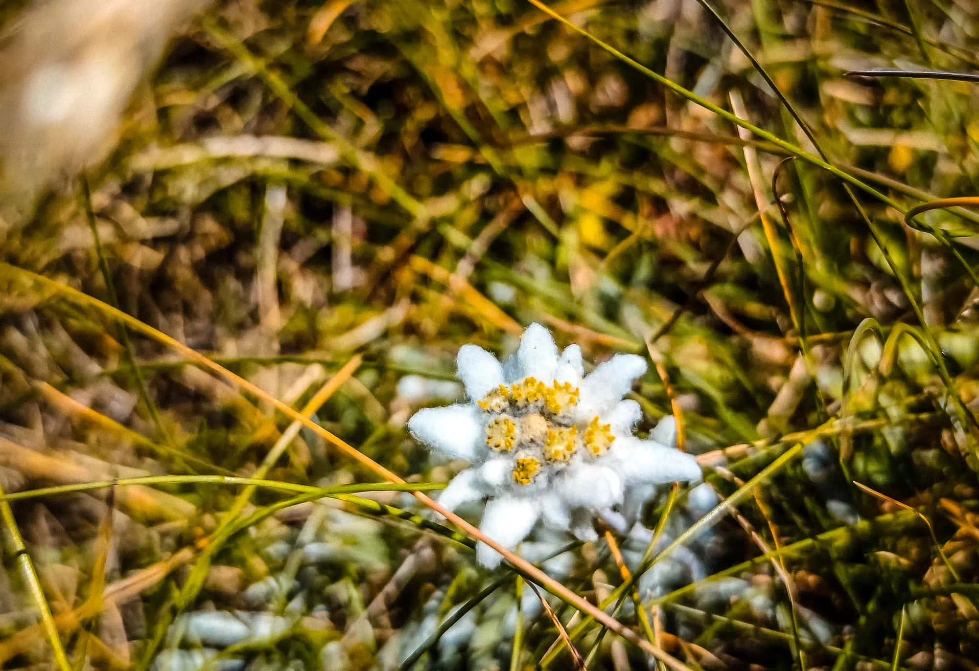 Vergeten alpenbloem in het hoge gras, Peja wandeltocht Via Ferrata Rugova Canyon