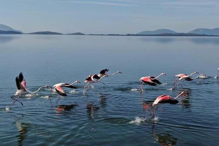 Narta-Lagune-Vlora_Vögel