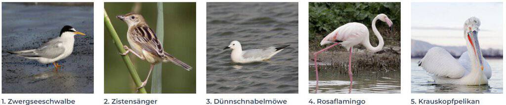 Narta Lagune Vogelbeobachtung
