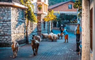 Rebaño de vacas en un pintoresco pueblo albanés, rodeado de casas tradicionales de piedra y un ambiente soleado, perfecto para vivir aventuras en Albania.
