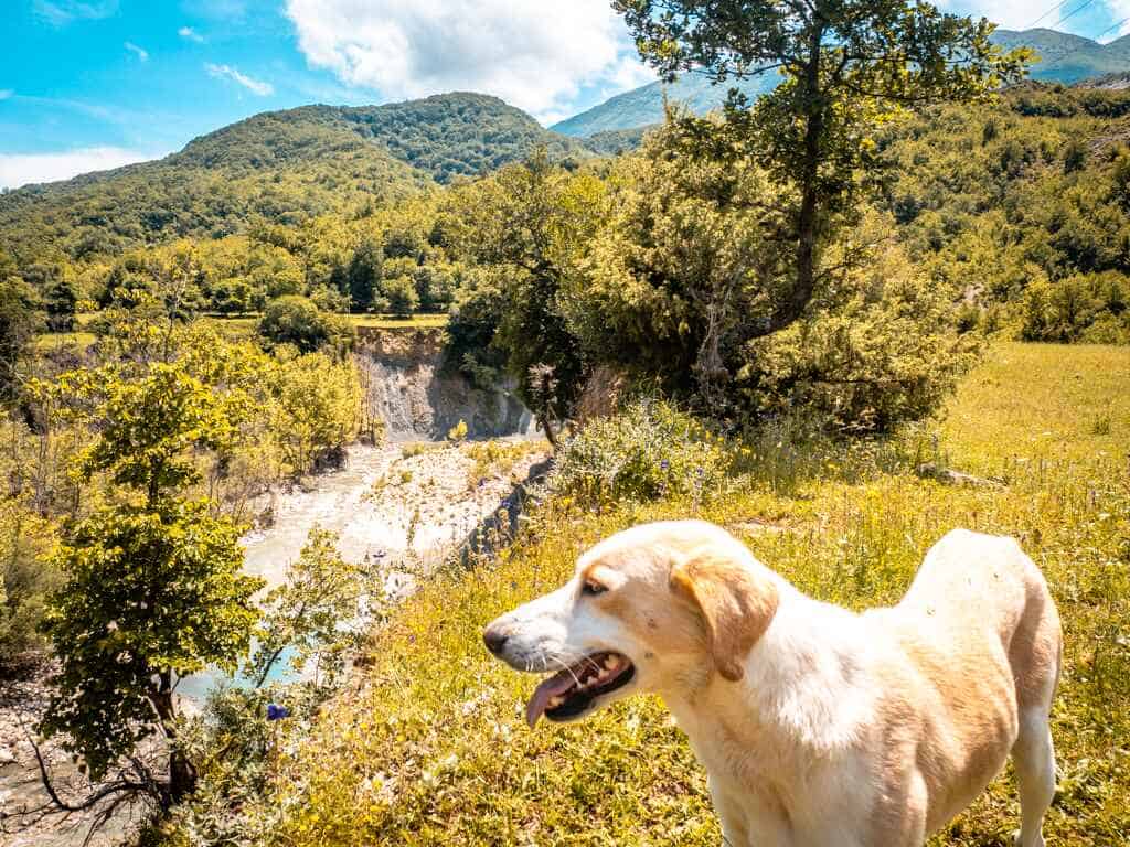 Aventura Albania, naturaleza, montañas, río, paisaje, perro, al aire libre, senderismo, animales, viajes, descubrir Albania, barbacoa, bosque, naturaleza verde, amor animal, aventura en Albania.