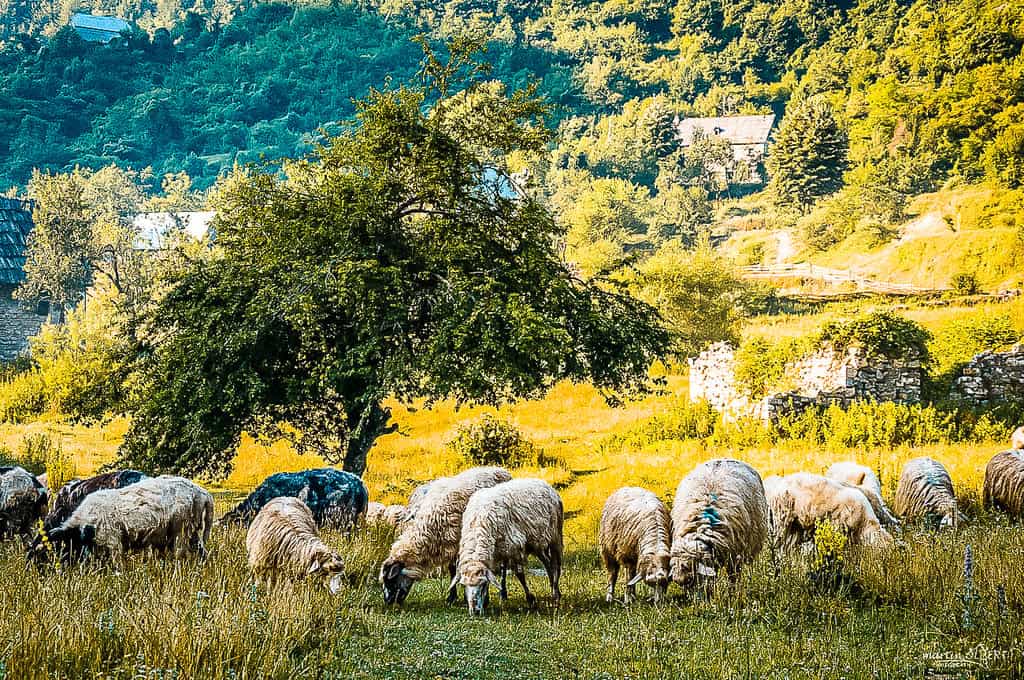Rebaño de ovejas en las montañas albanesas