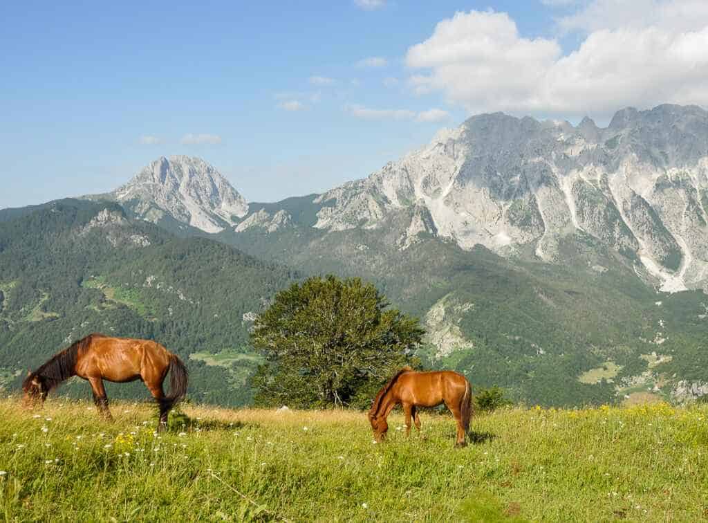 Peaks of the Balkans Tour Albanien Pferde vor hohen Gipfeln