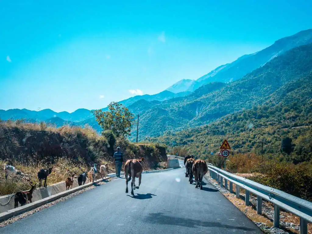 Wegen in Albanië Wegen in Albanië Koeien en geiten op de rijbaan