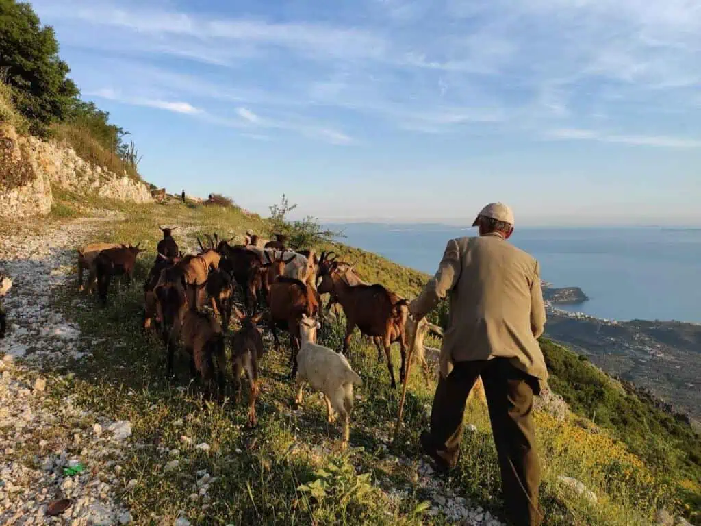 Ziegenhirte an der Küste von Albanien am Meer
